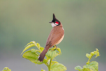 Red-whiskered Bulbul (Pycnonotus jocosus) sits on a tree. seen in a India
