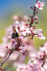 Blooming Purple leaf Krauter Vesuvius (Cherry Plum). Bumblebee sits on a cherry blossom. Floral background.