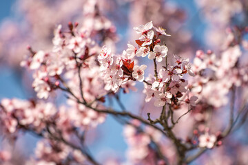 Blooming Purple leaf Krauter Vesuvius (Cherry Plum). Floral background.