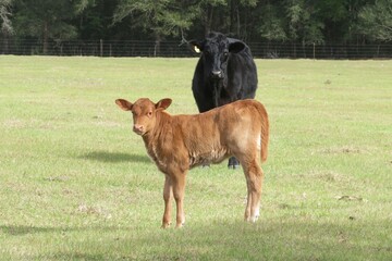 Young calf with black cow on the field in Florida farm
