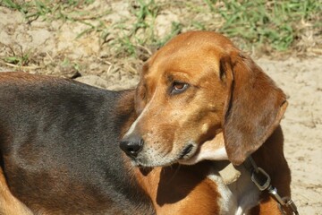 Beagle dog on the yard, closeup
