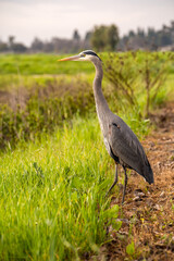 Great Blue Heron (Ardea herodias) standing in a meadow. 