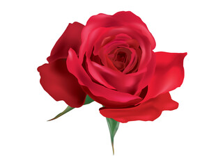 Rose isolated on white background illustration graphic vector