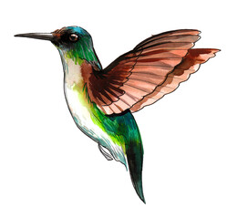 Ink and watercolor drawing of a humming bird © berdsigns