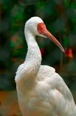 The portrait of a white ibis