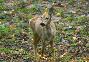 Young Siberian roe deer