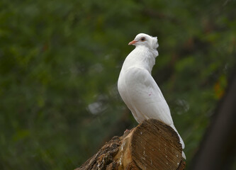 A white pigeon on a tree