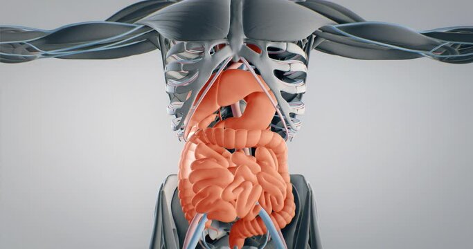 Abdominal organs, 3D animation of human anatomy, 3D render