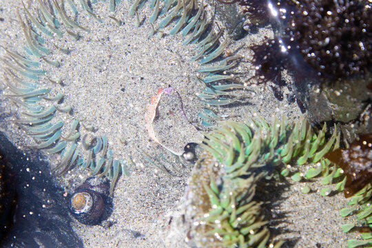 Anemone