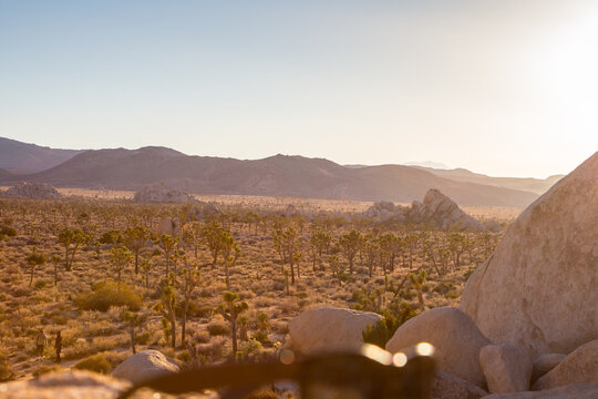 Joshua Tree Serengeti