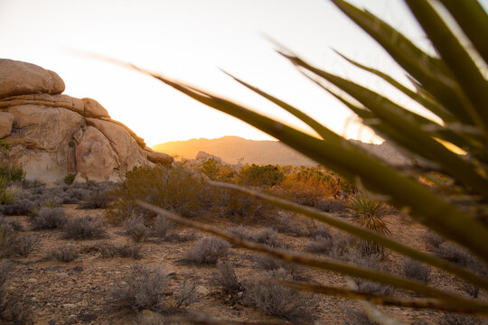 Hidden Joshua Tree
