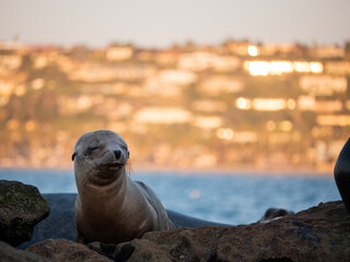 Fototapeta premium baby seal on a rock with water and rocks in the background