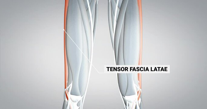 leg muscles, tensor fasciae latae, detailed display of muscles, human muscular system, 3D animation of human anatomy, 3D render
