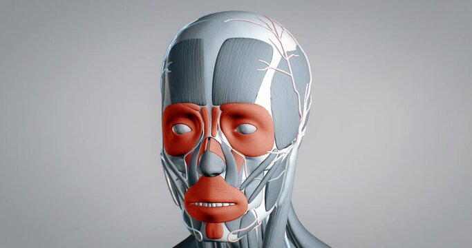 All muscles of the face, detailed display of face muscles, human muscular system, 3D animation of human anatomy, 3D render
