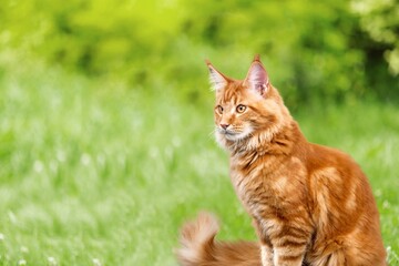 Naklejka na ściany i meble Cute young cat walking outside in the grass