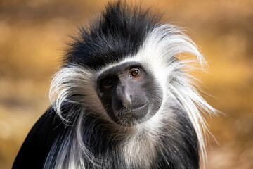 Cute colobus monkey head close up portrait