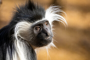 Cute colobus monkey head close up portrait