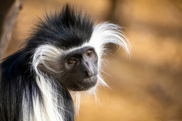 Cute colobus monkey head close up portrait
