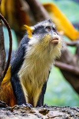 Cute looking Wolf's mona monkey portrait