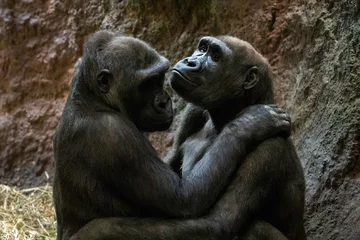 Sierkussen Gorillas cute couple hugging close up portrait © PhotoSpirit
