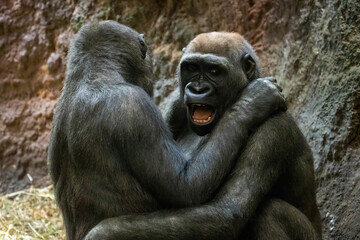 Gorillas cute couple angry close up portrait