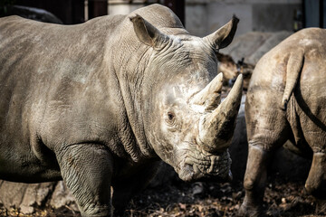 Obraz premium Big white rhino portrait close up with two horns