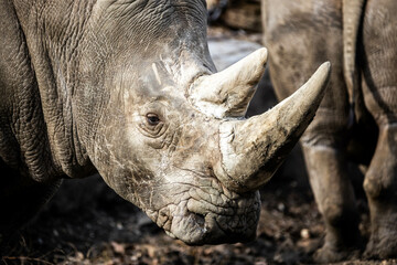 Obraz premium Big white rhino head portrait close up with two horns