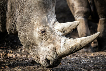 Big white rhino head portrait close up with two horns