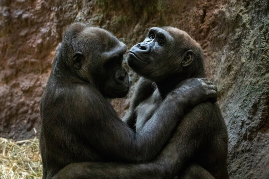 Gorillas cute couple hugging close up portrait