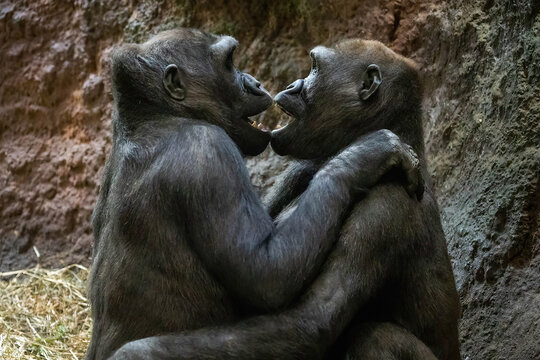 Gorillas Cute Couple In Love Hugging Close Up