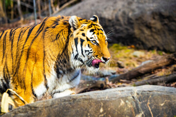 close up eating tiger portrait on sunny day