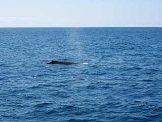 Humpback Whale spraying out o the water