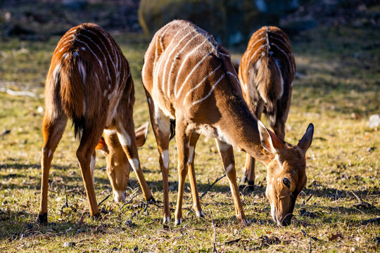 Cute nyala deer hord eating outdoors