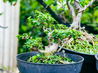 Bonsai tree in pots
