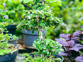 Bonsai tree in a garden