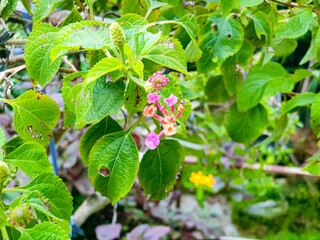 Image of flowers in a colorful landscape formal garden.