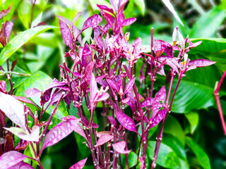 Image of flowers in a colorful landscape formal garden.