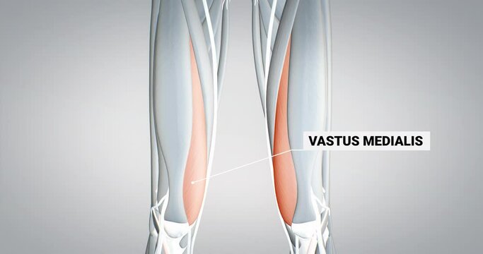 leg muscles, vastus medialis, detailed display of muscles, human muscular system, 3D animation of human anatomy, 3D render