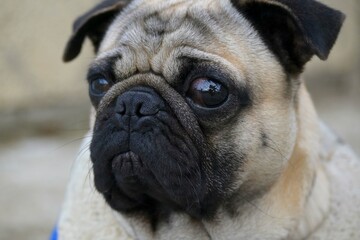 Obraz premium Pug Dog, Portrait of dog face, Adorable pet, Domestic dog