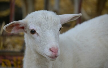 Lamb, Portrait of a lamb in a flock of sheep in a barn.