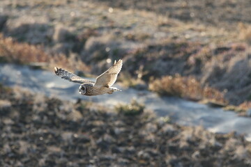 seagull in flight