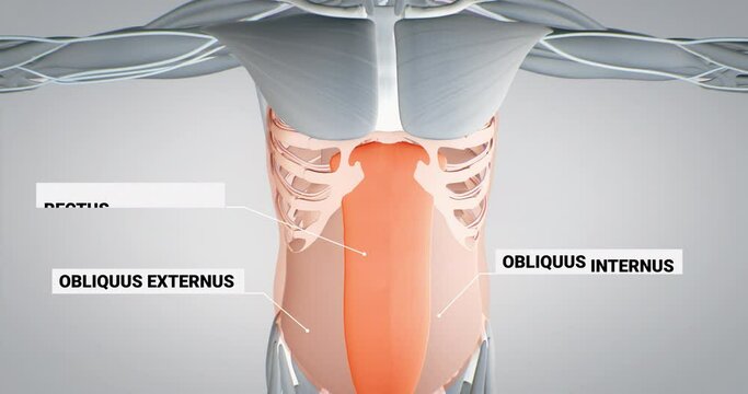 Muscles of the abdomen, obliquus externus, rectus abdominis, detailed display of muscles, human muscular system, 3D animation of human anatomy, 3D render