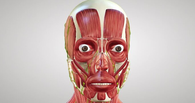 All muscles of the face, detailed display of face muscles, human muscular system, 3D animation of human anatomy, 3D render