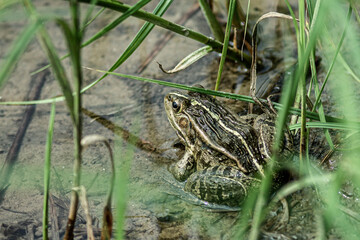 Common brown frog or European grass frog (Rana temporaria)