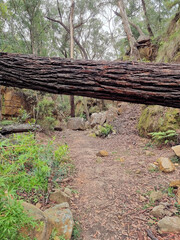 Overgrown and abandoned railway cutting on the Box Vale Walking Track New South Wales Australia with fallen trees on the cutting walls