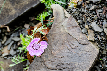 Flower between the rocks in summer on the slope