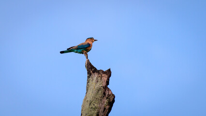 Beautiful Indian roller bird perched high up on a dead tree trunk.