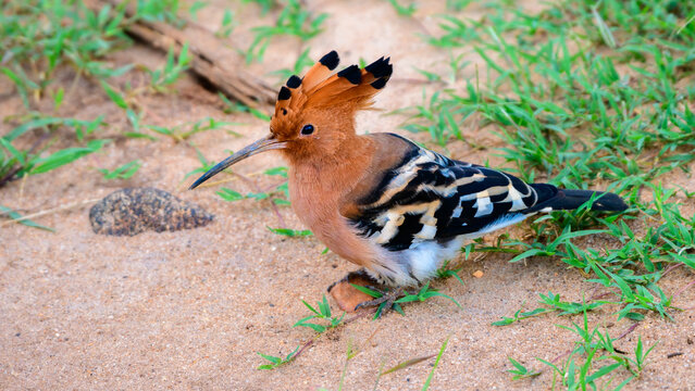 Hoopoe foraging on the ground spotted in Udawalawe national park safari. Beautiful exotic bird close-up photograph. - Powered by Adobe