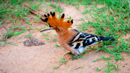 Hoopoe foraging on the ground spotted in Udawalawe national park safari. Beautiful exotic bird...
