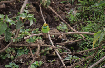 sitting on a tree branch bee eater